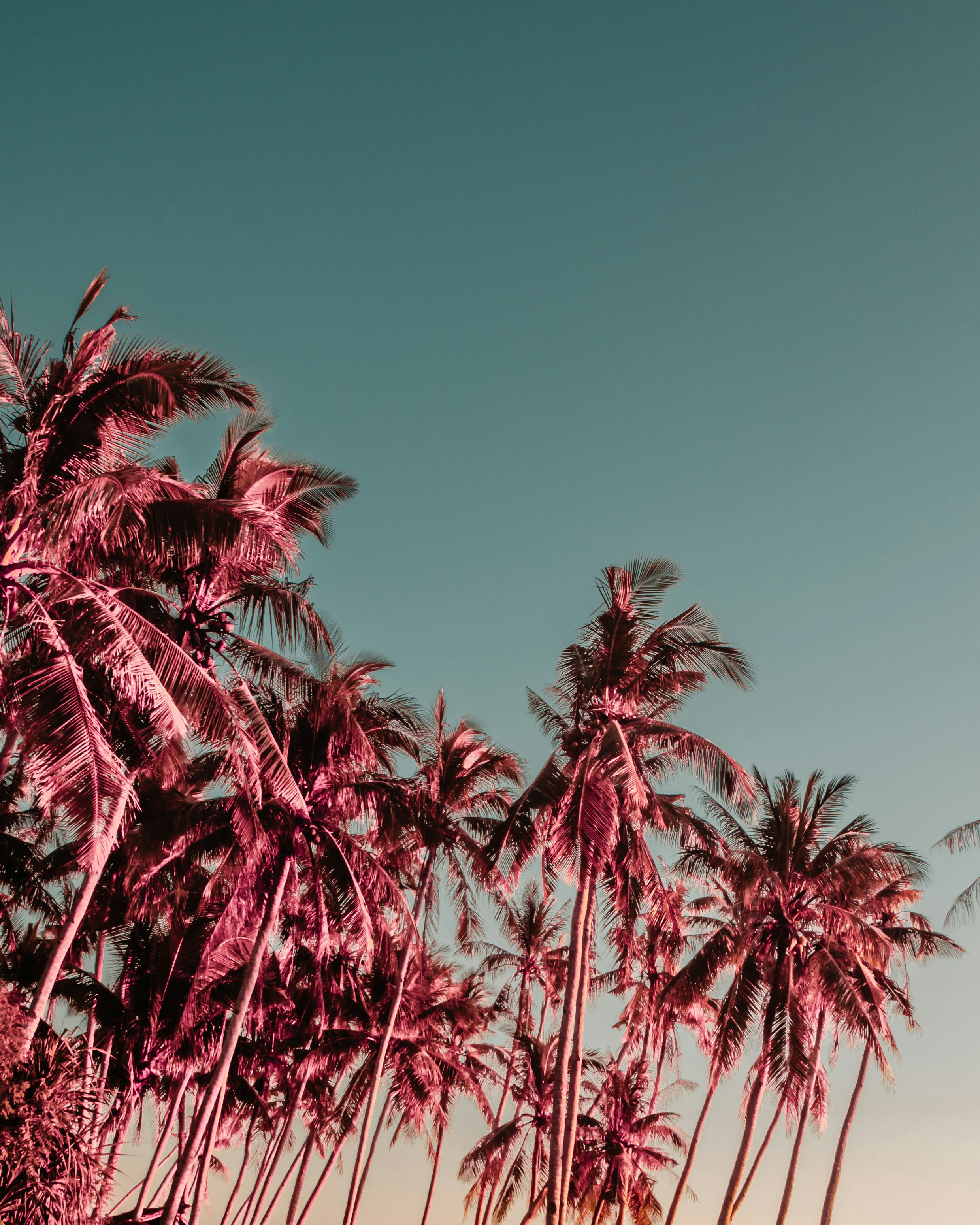 green palm tree under blue sky during daytime